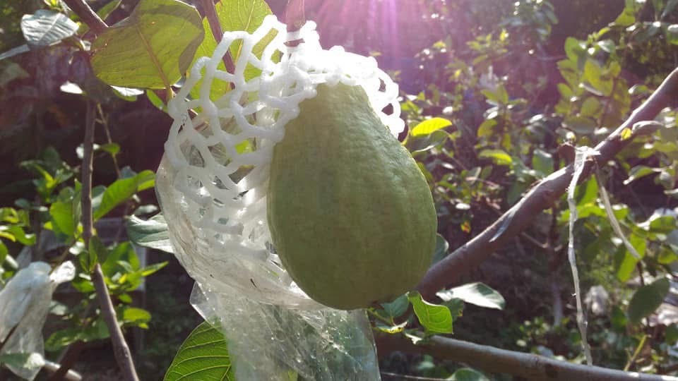 軟芭樂果園套袋實拍