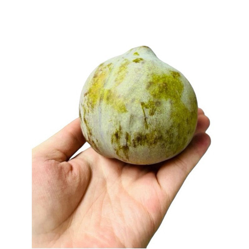 綠色蜥蜴蛋李 單顆手持