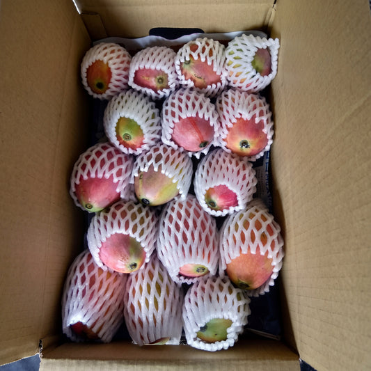 紅龍芒果 01