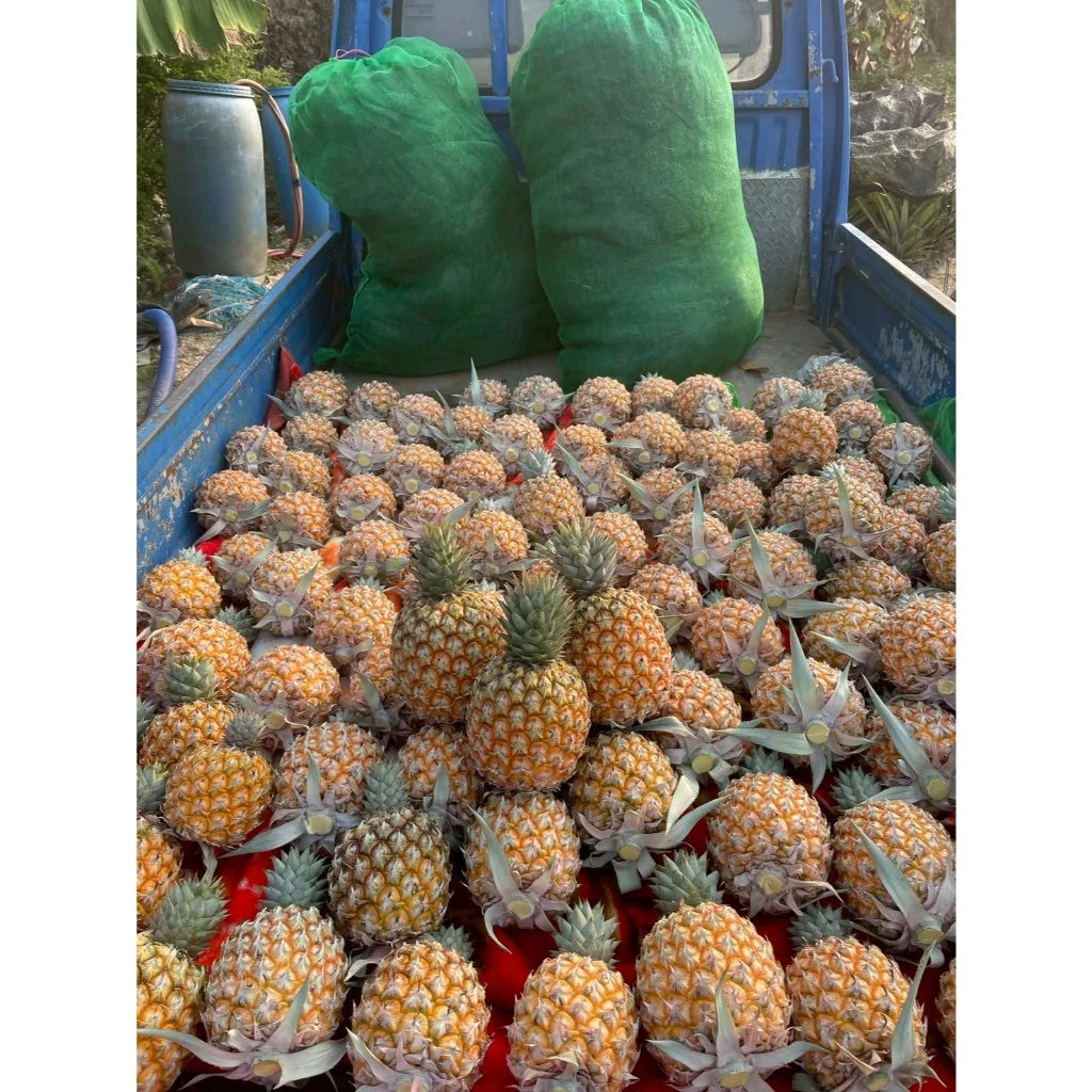 【雙重果香】台南芒果鳳梨