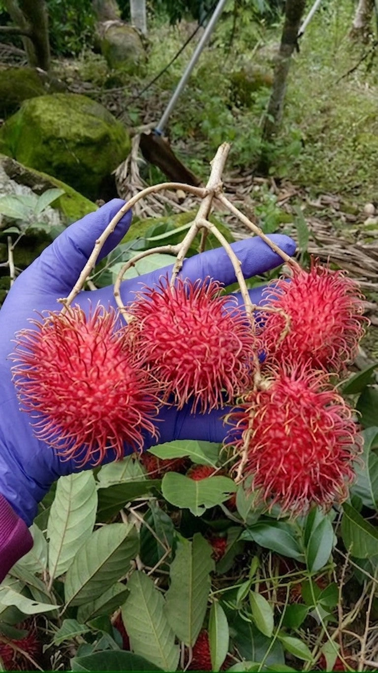 鄉下現採紅毛丹