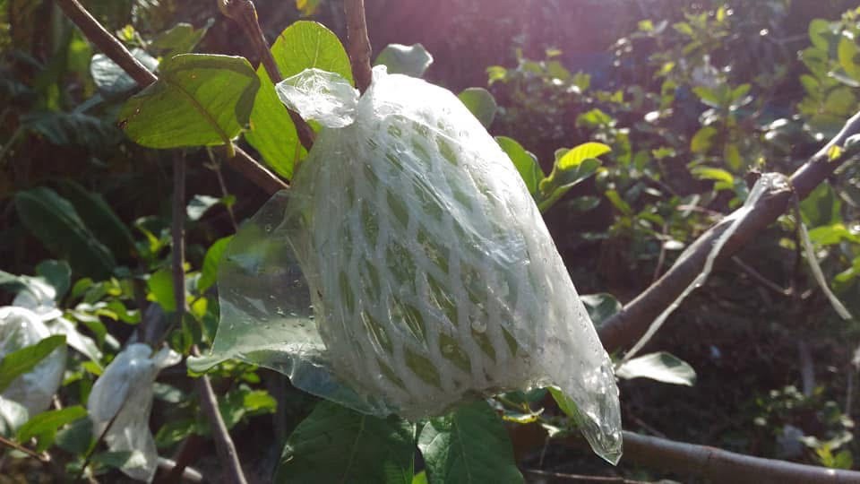 套袋栽培中的軟芭樂