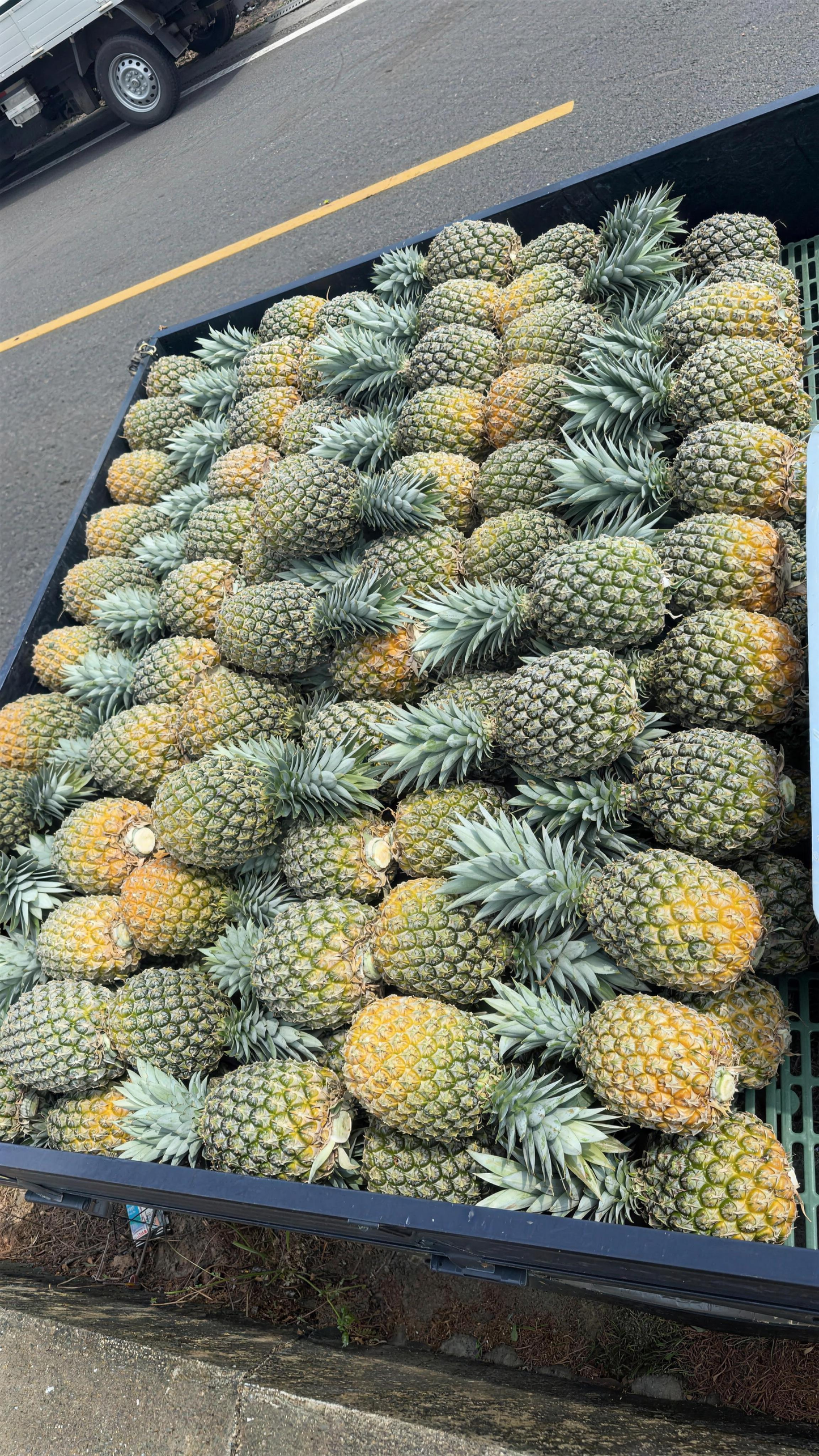 西瓜鳳梨 實拍2
