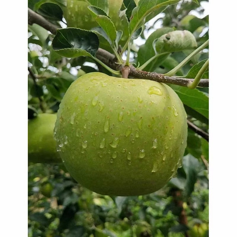 青龍蘋果果園枝頭實拍
