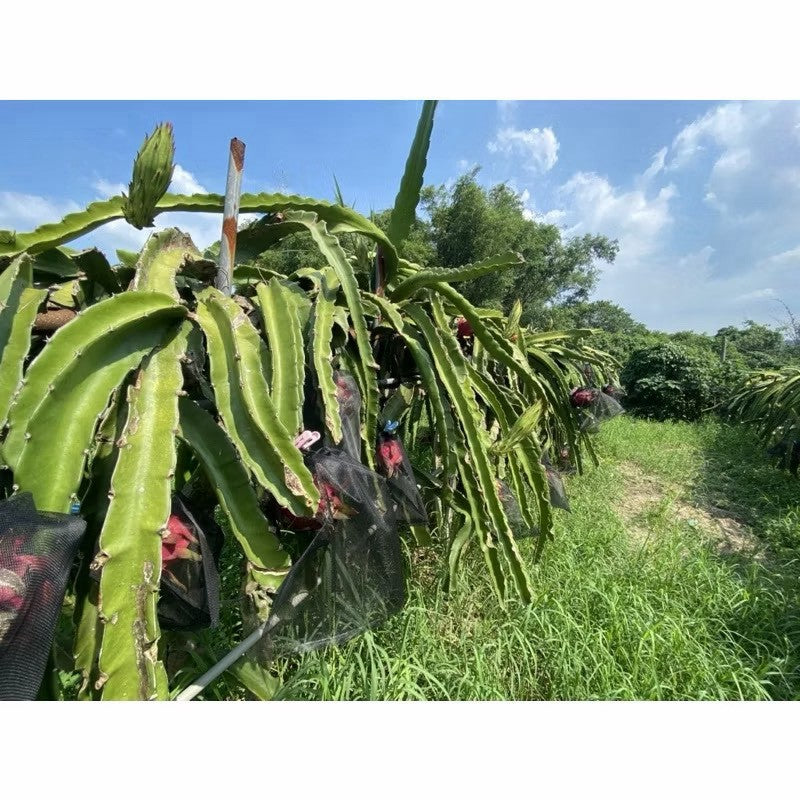 火龍果果園實拍