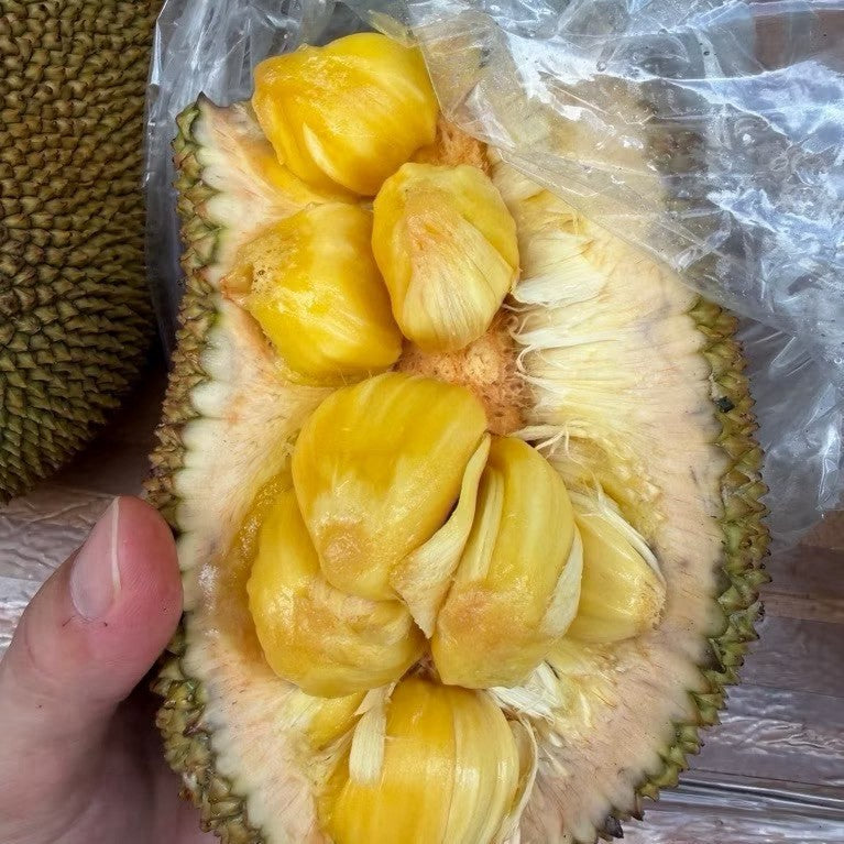 榛櫂蜜剖開實拍 果肉金黃飽滿