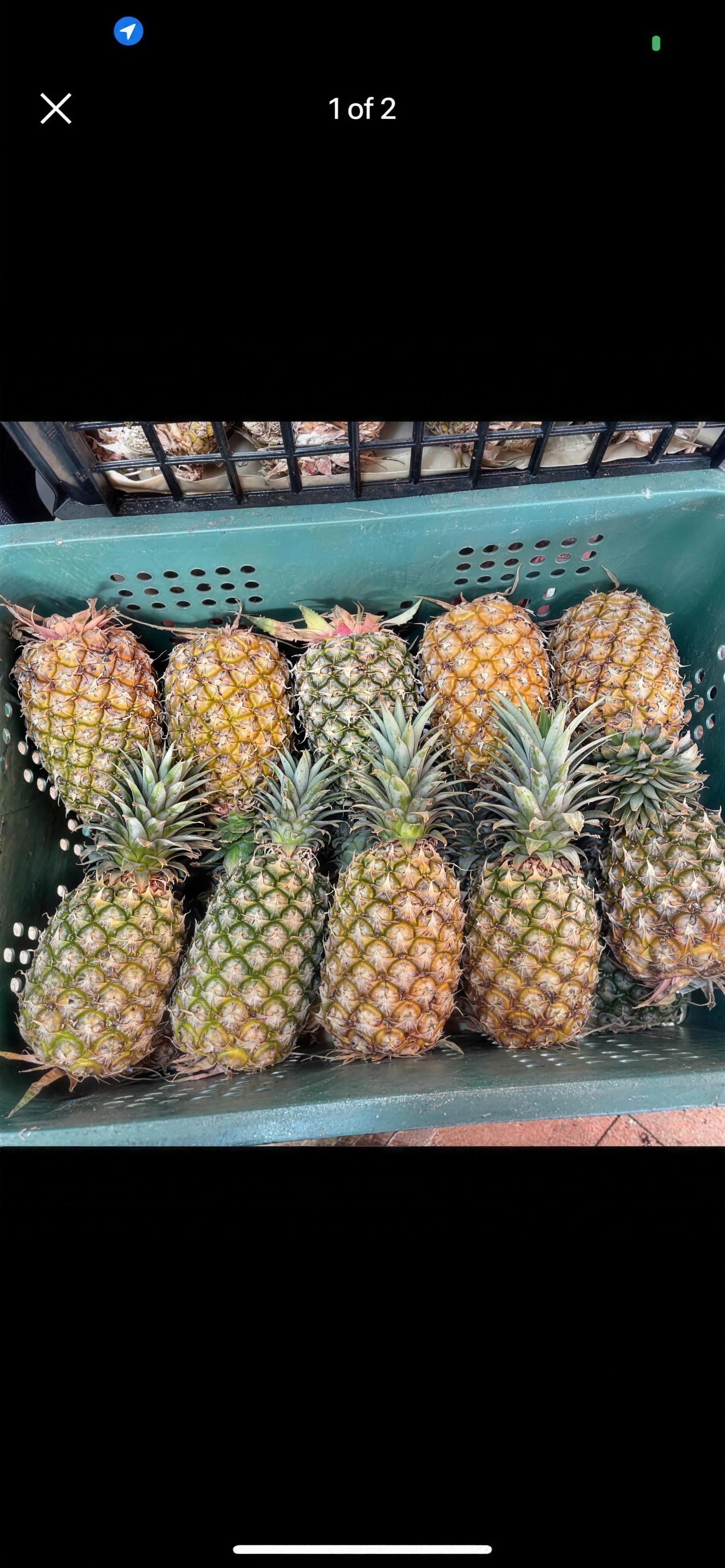 西瓜鳳梨 實拍4