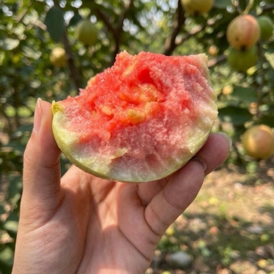 紅鑽紅心芭樂 實拍
