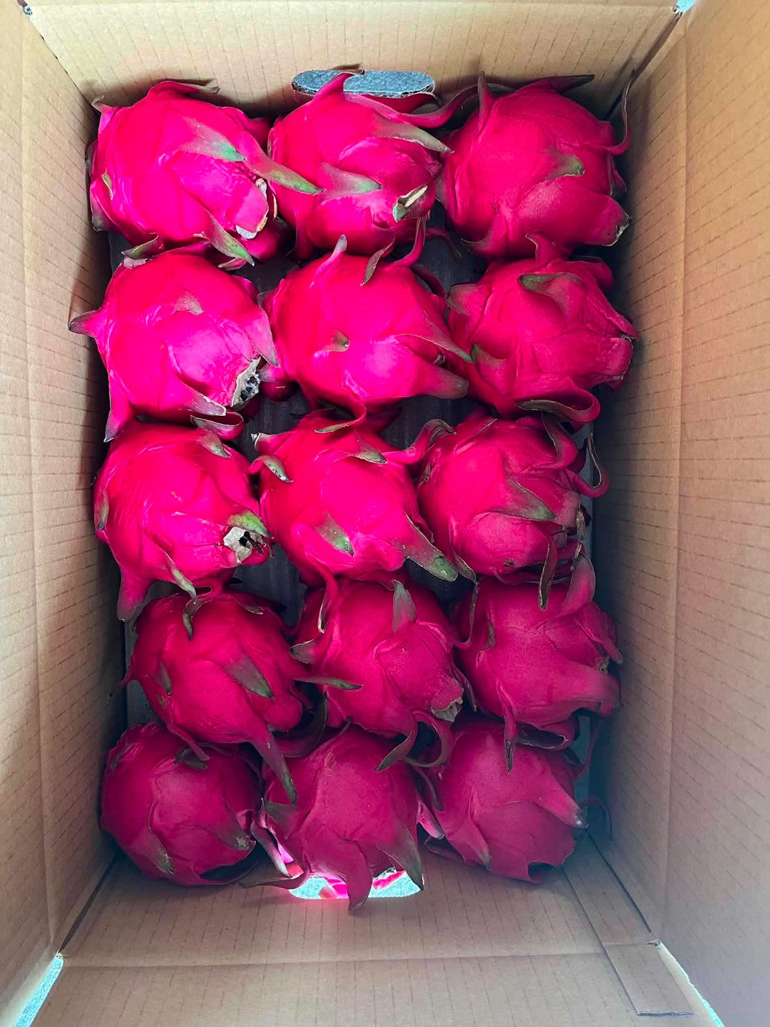 紅肉火龍果裝箱出貨