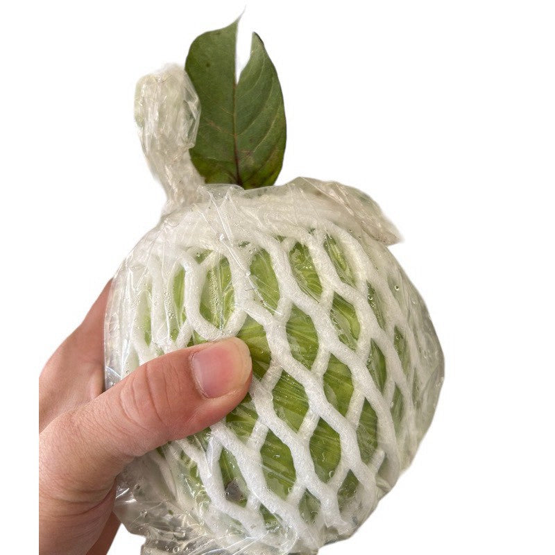 手持帝王芭樂 單顆份量實拍