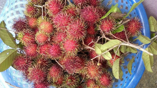 鄉下現採紅毛丹