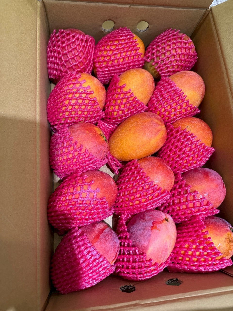 整箱芒果 排列飽滿