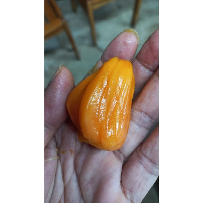 【現剖熟成・濃郁蜜香】波羅蜜