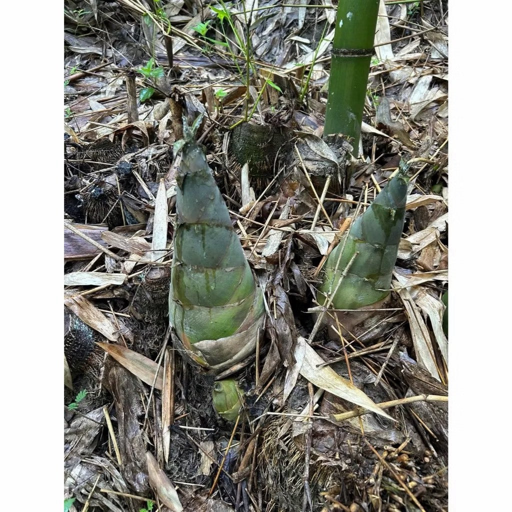 竹林現採麻竹笍