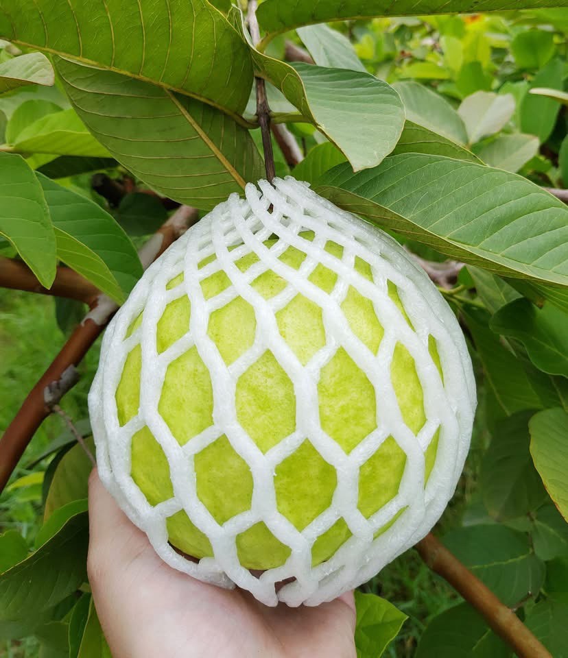 果園套袋軟芭樂手持特寫