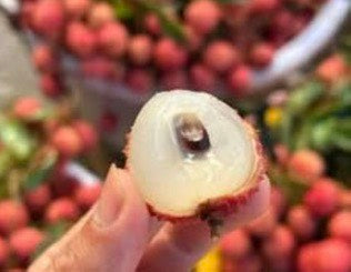 桂味荔枝實拍
