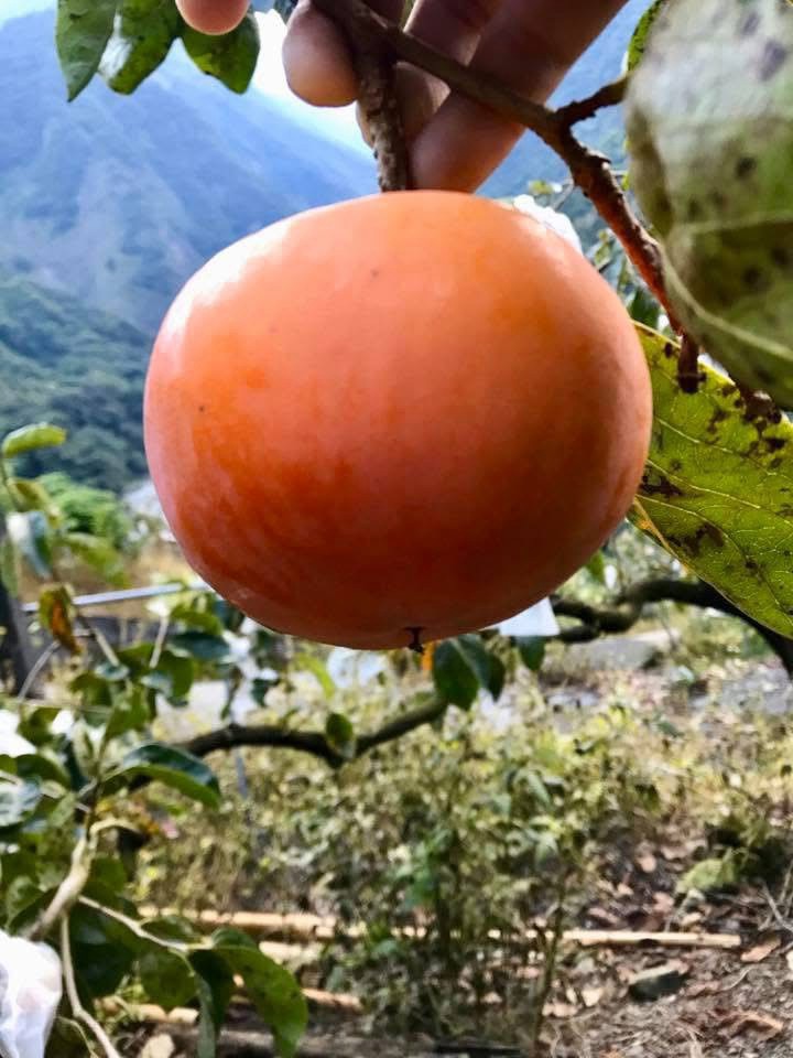 果樹上熟成的高山小甜柿