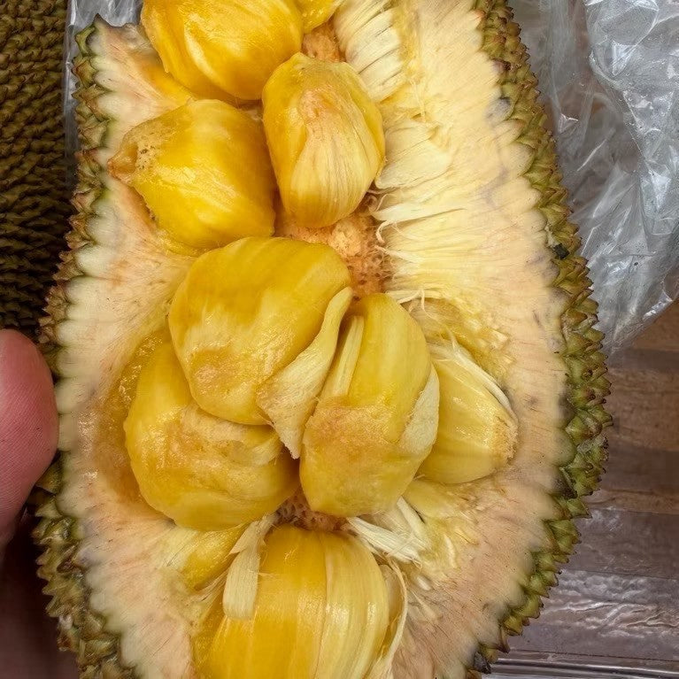 手持剖開的榛櫂蜜