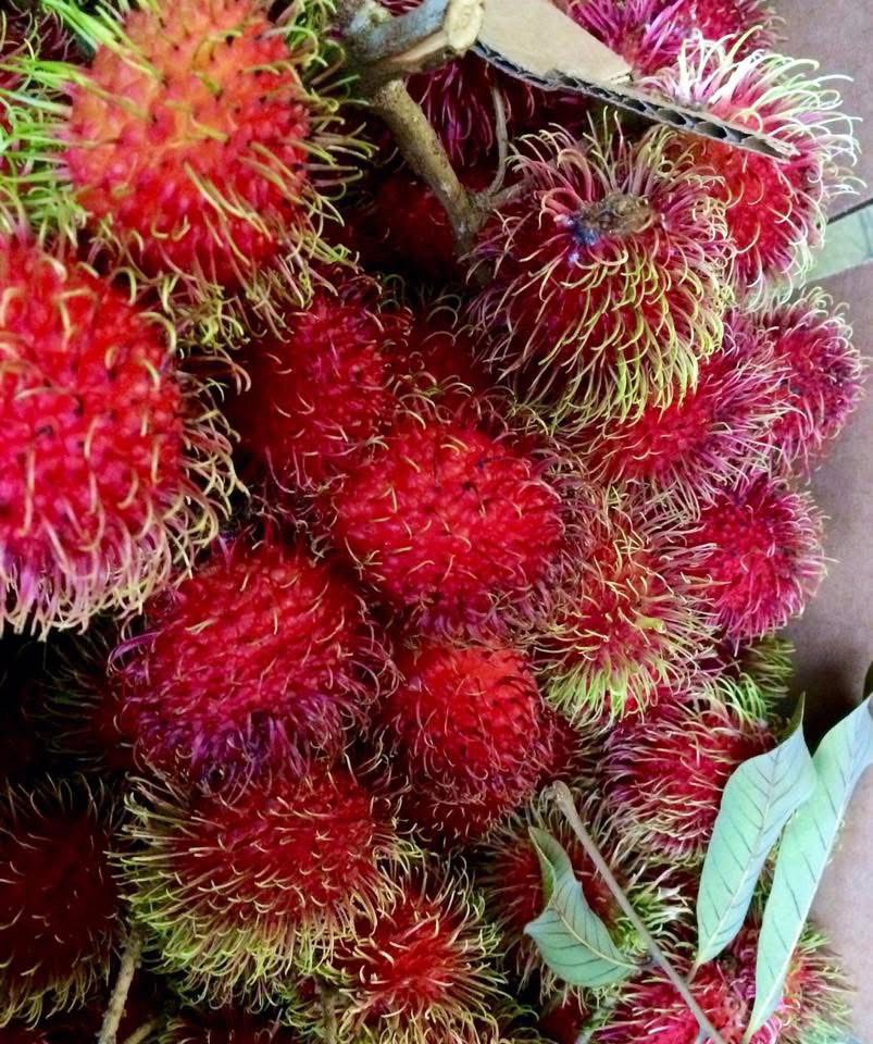 鄉下現採紅毛丹