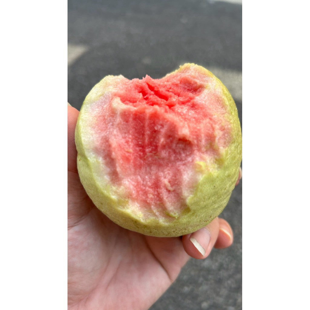紅鑽紅心芭樂 實拍