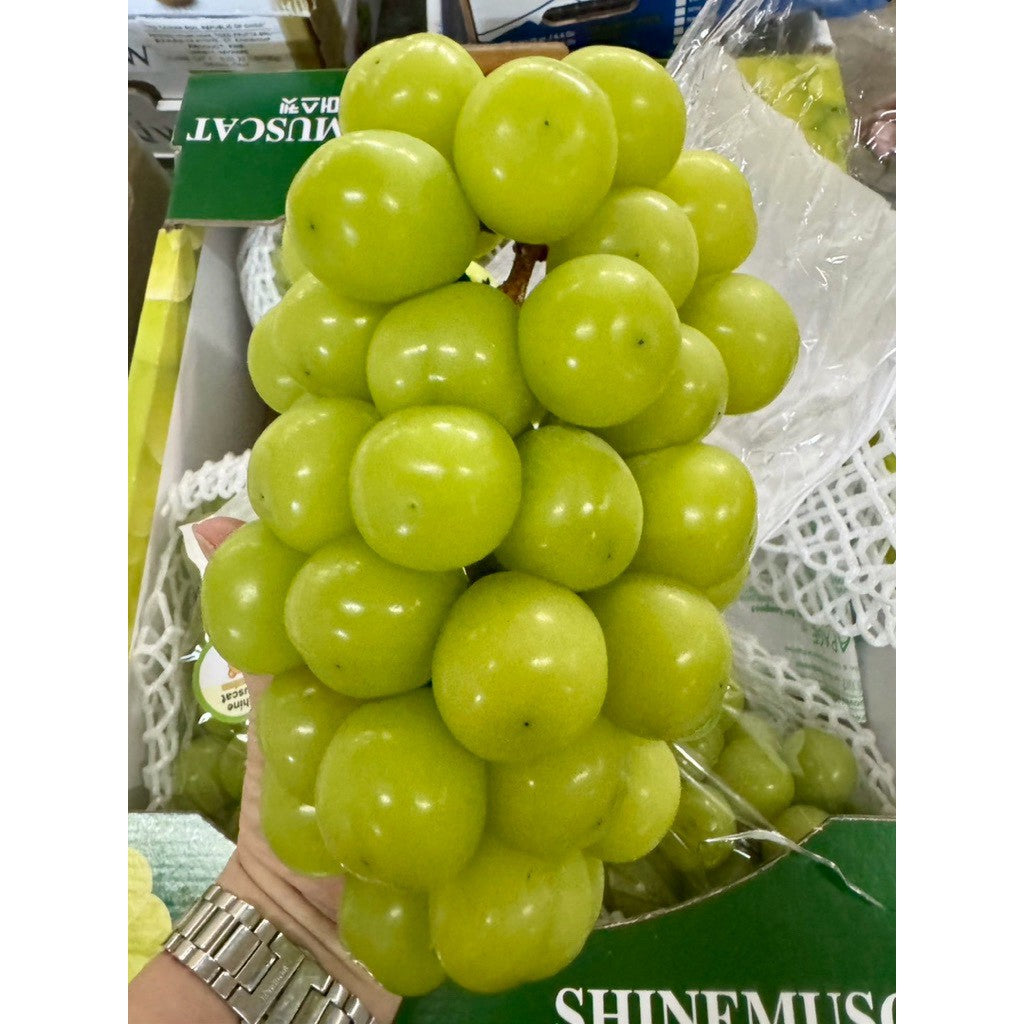 韓國麝香葡萄 實拍