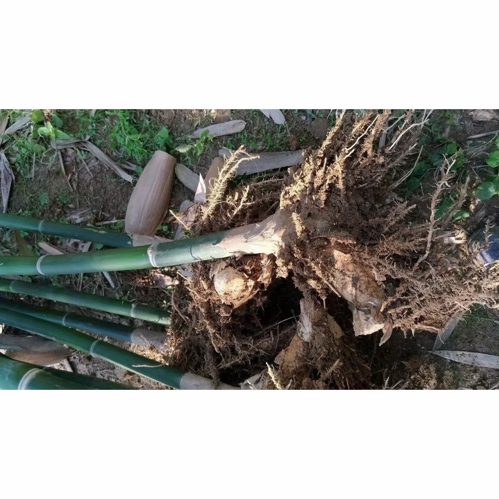綠竹筍產地挖採實拍