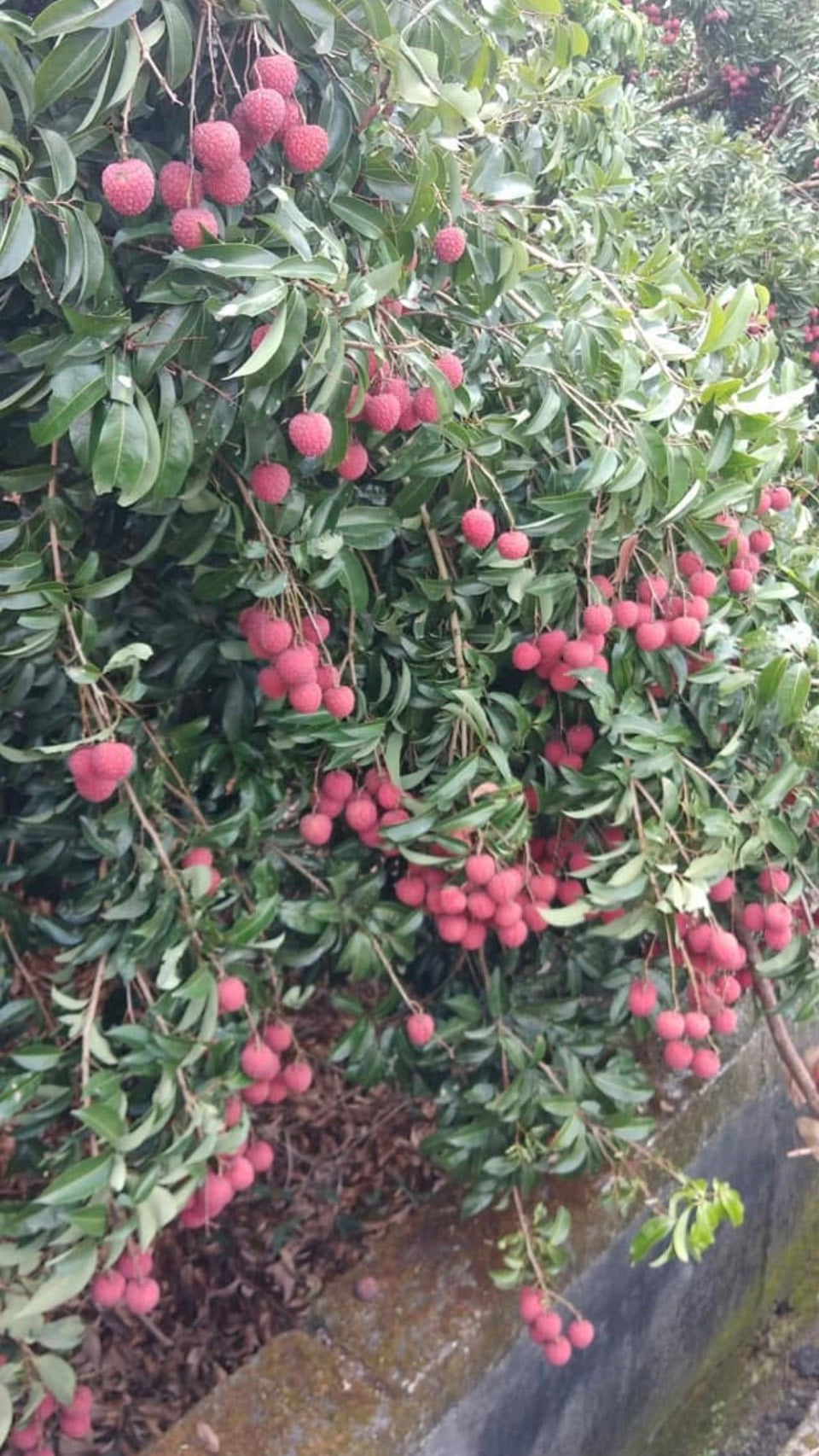 桂味荔枝實拍