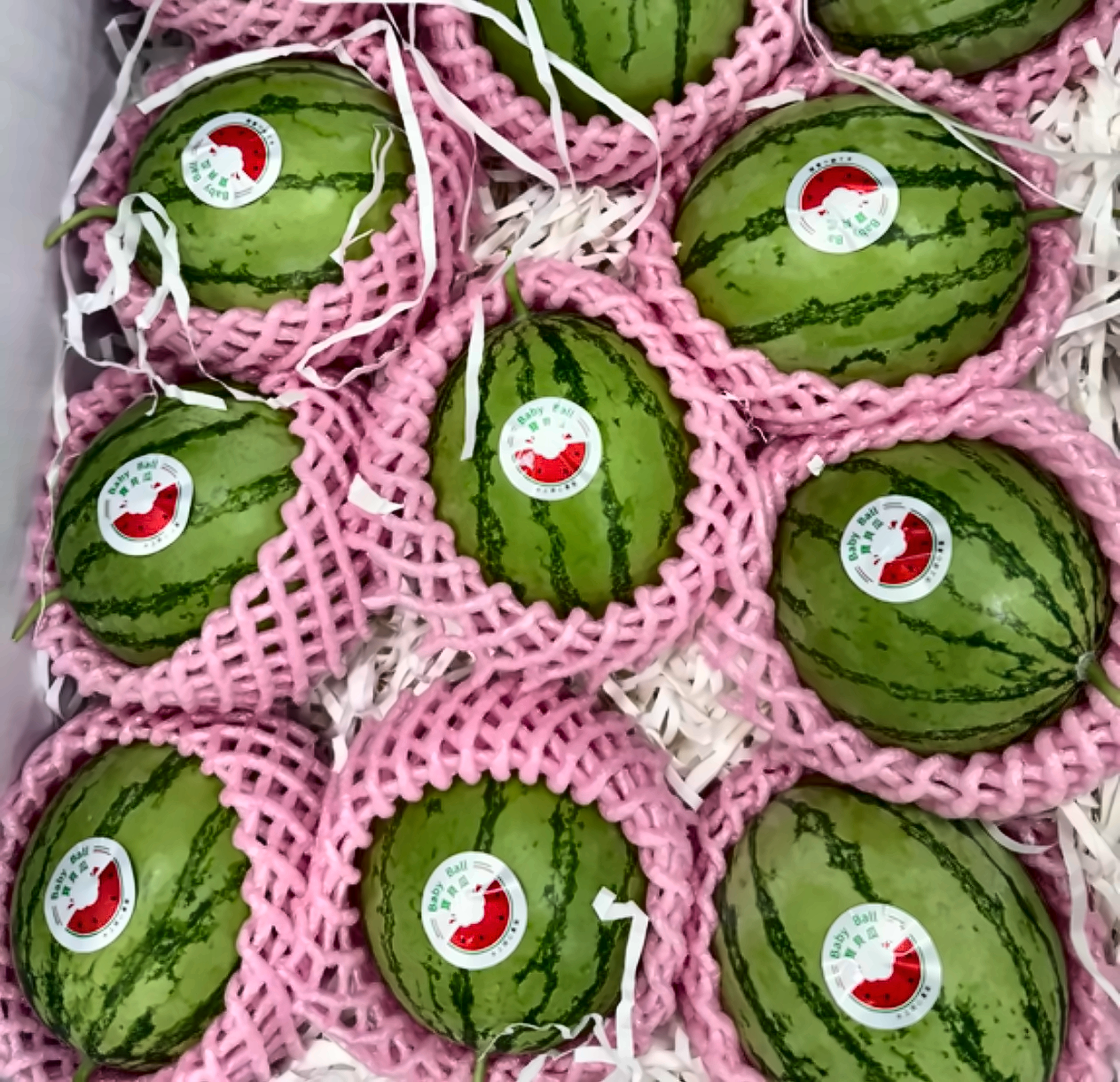 迷你小西瓜網套包覆禮盒實拍