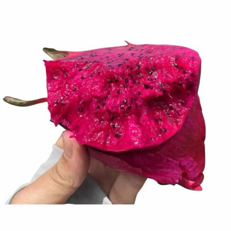 手持切開的紅肉火龍果 果肉紫紅