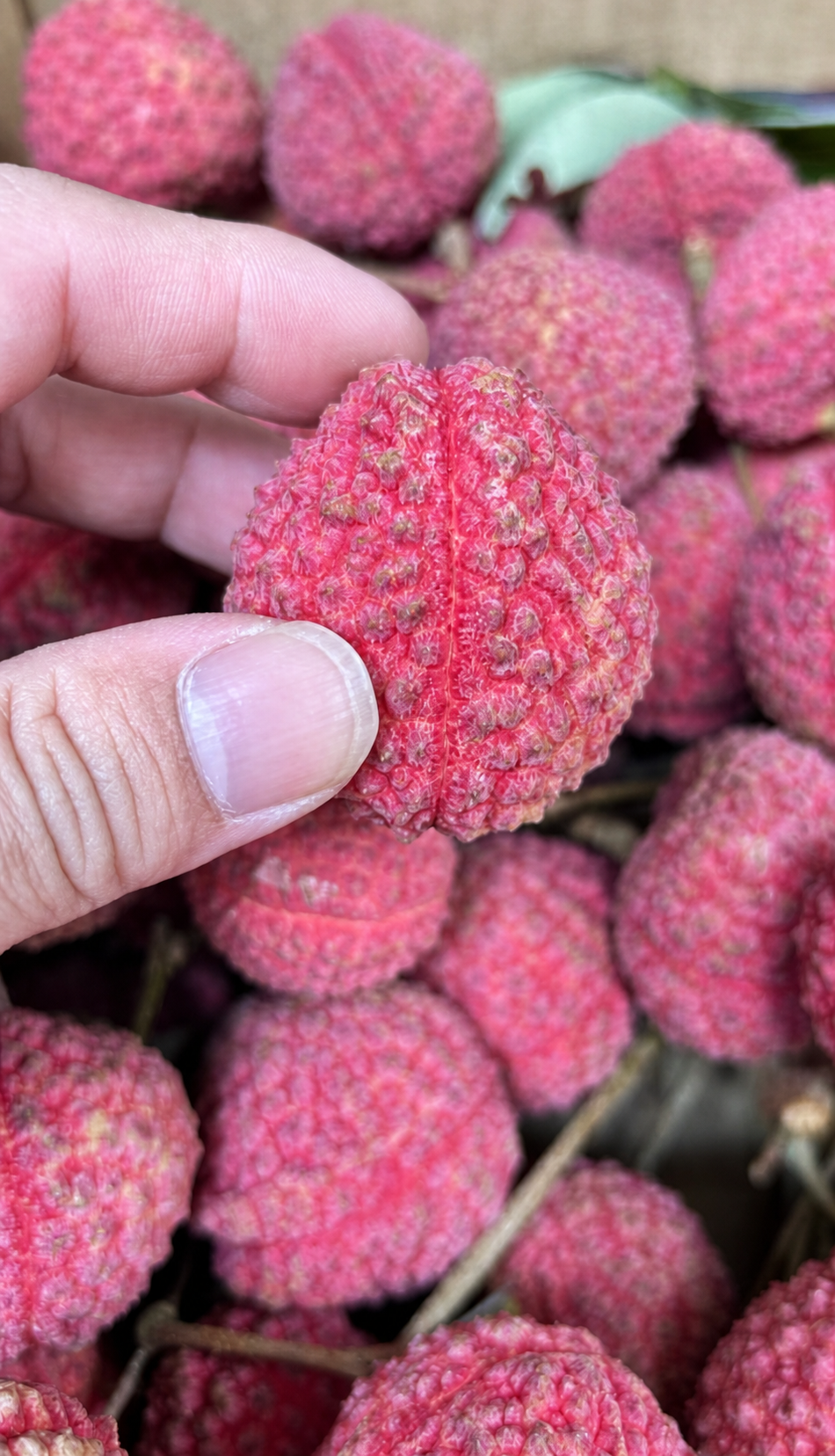 大丁香荔枝單顆特寫 果實飽滿