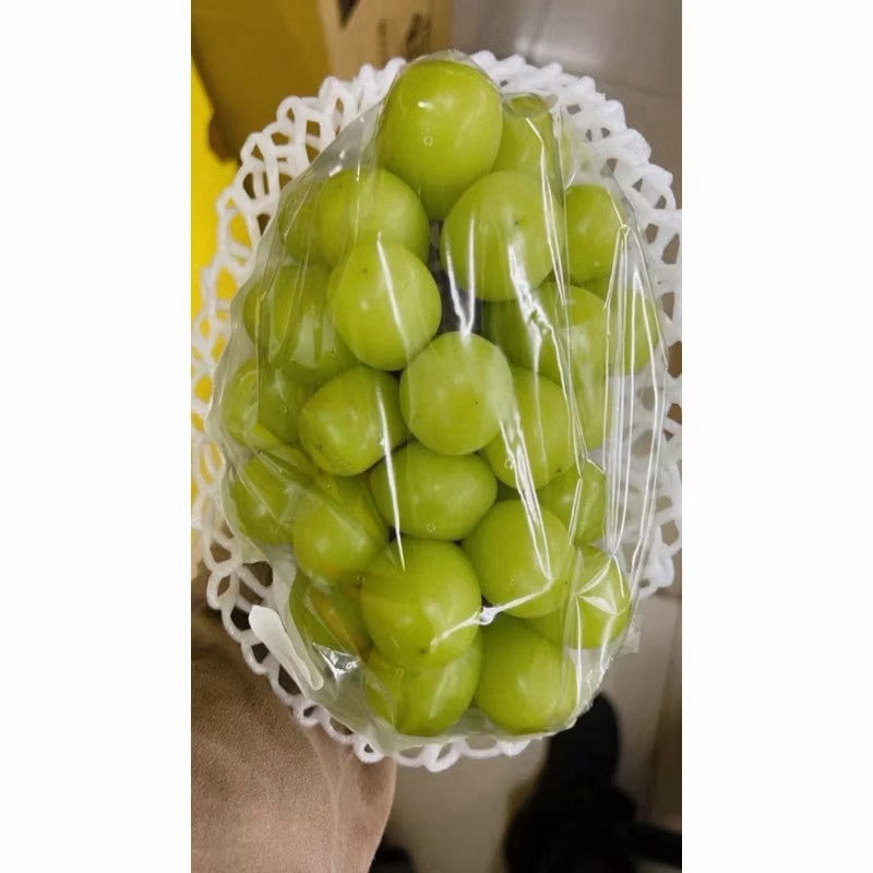韓國麝香葡萄