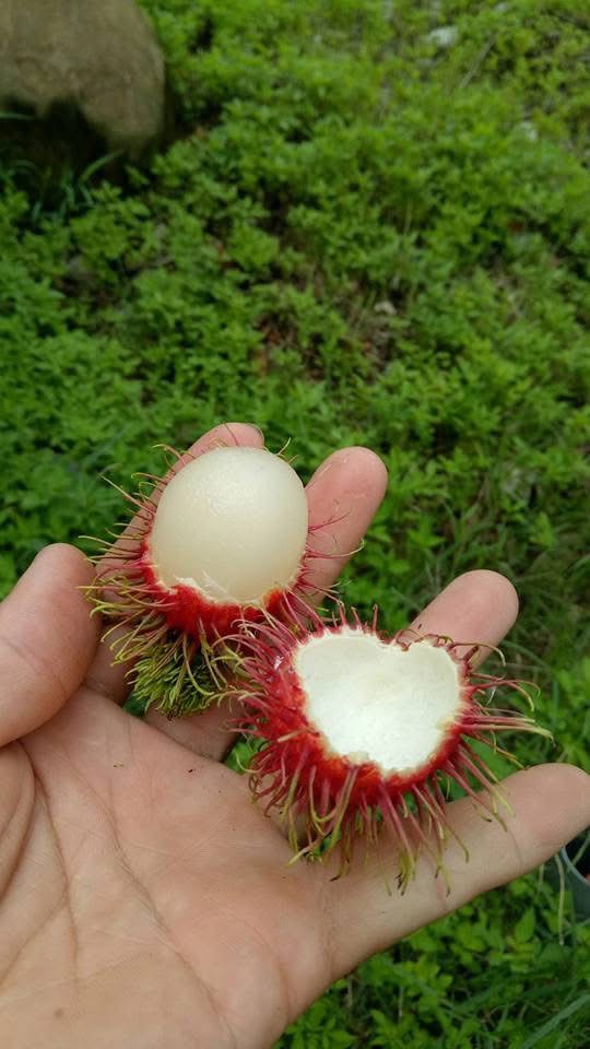 鄉下現採紅毛丹