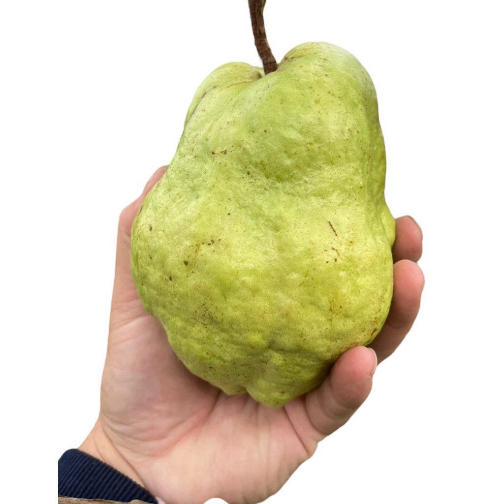 手持翠玉無子芭樂 單顆大小實拍