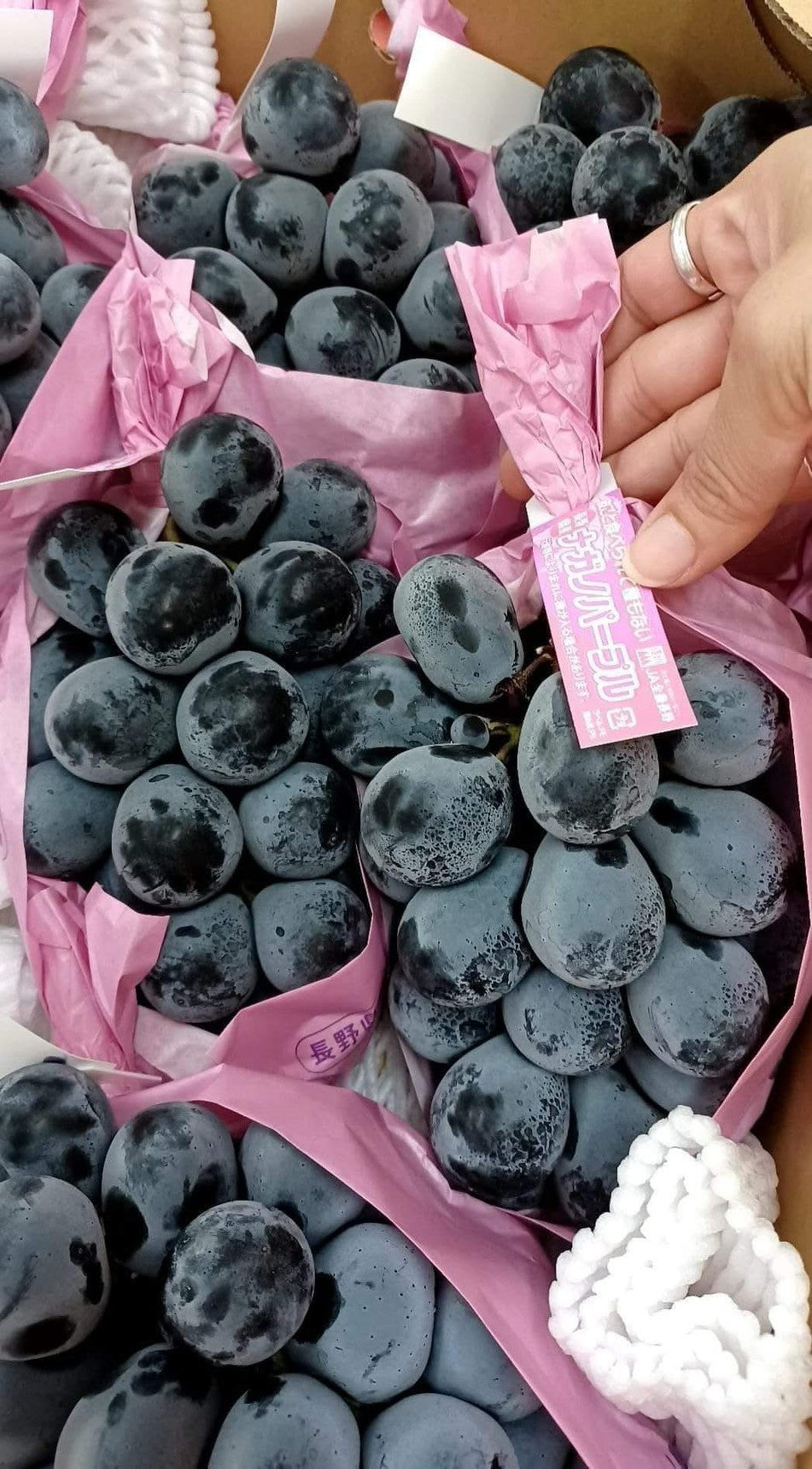 紫泡泡葡萄 實拍