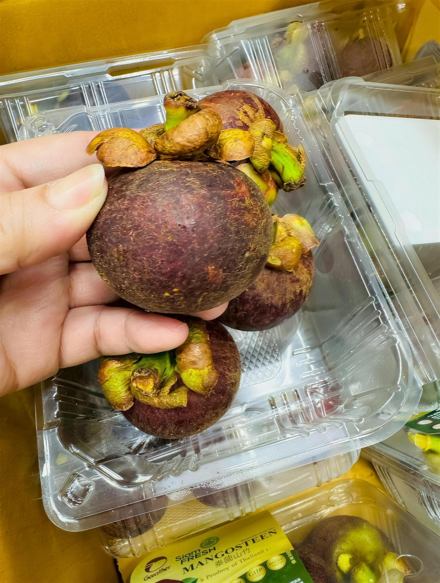 手持泰國山竹 果實大小對比