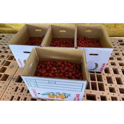 【果香濃郁】高雄美濃聖女番茄