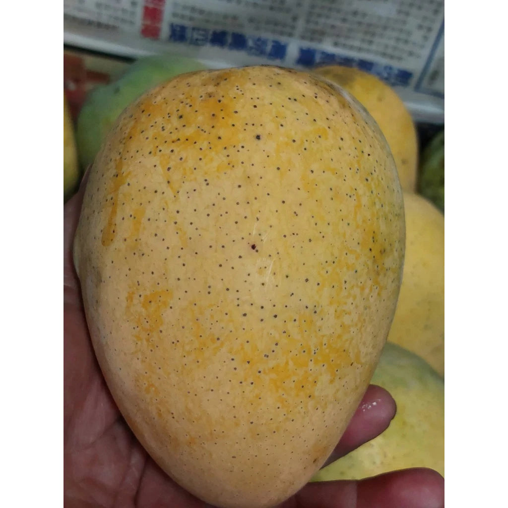 【黃金甜度】金蜜芒果