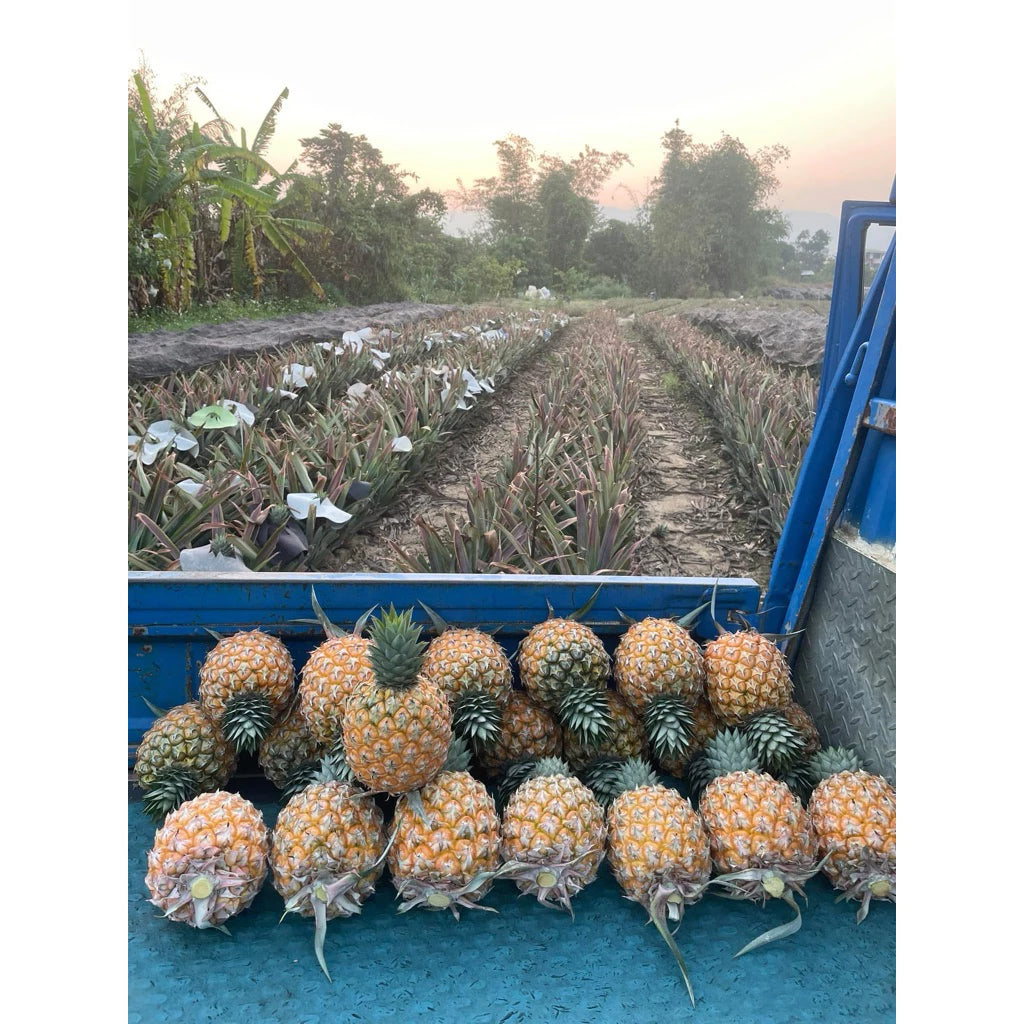 【雙重果香】台南芒果鳳梨