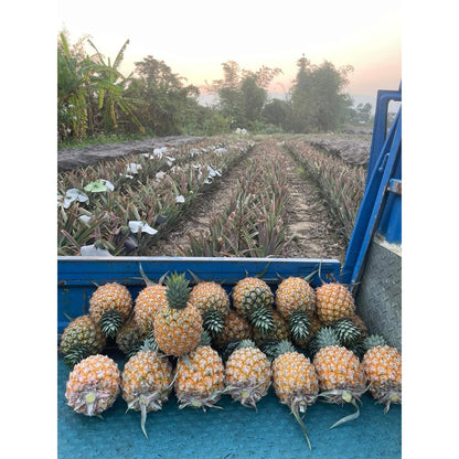 【雙重果香】台南芒果鳳梨