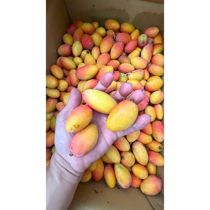 【小巧珍稀】拇指芒果