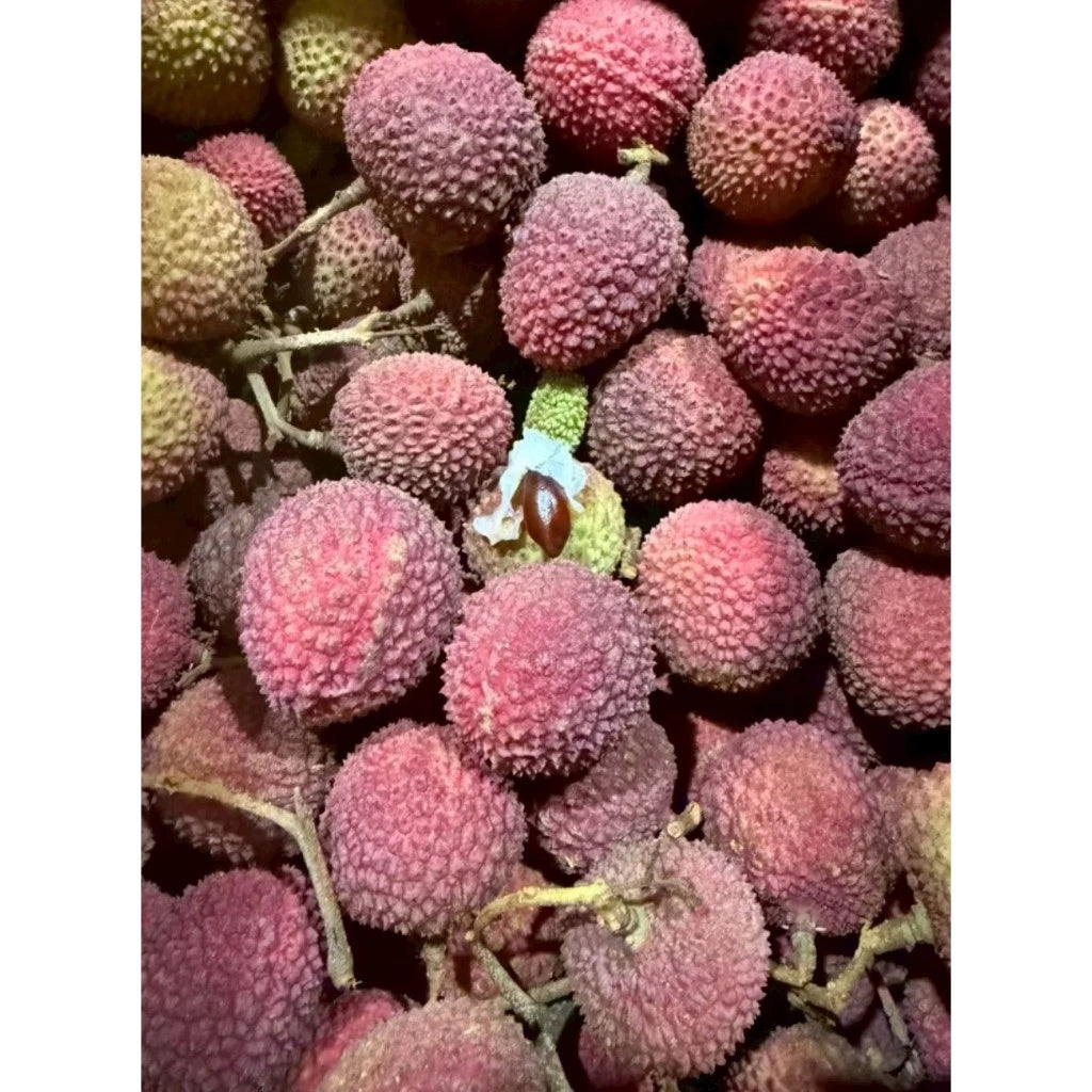 【籽小肉厚】大樹玉荷包荔枝