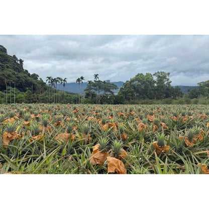 【雙重果香】台南芒果鳳梨